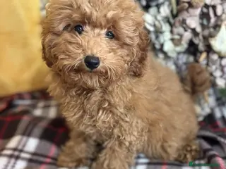 Caniche Toy perros Caniche toy listo para entregar!! - Anuncio 1