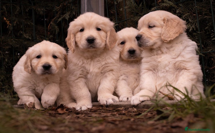 Golden Retriever perros - Propaganda 1