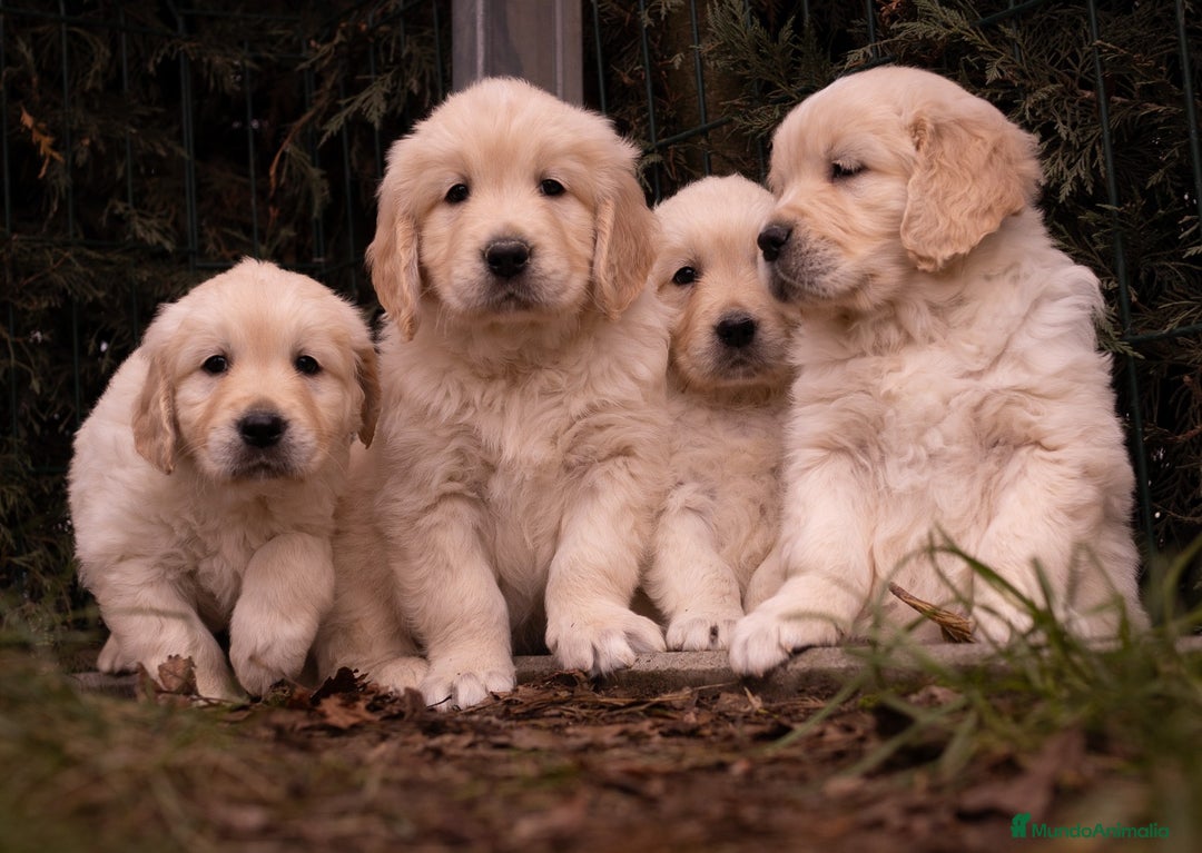 Golden Retriever perros en venta: Camada Golden Retriever  - Imagen 1