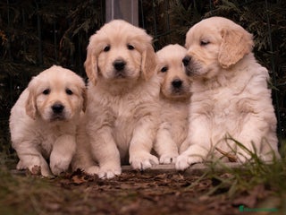 Golden Retriever perros - Anuncio 28