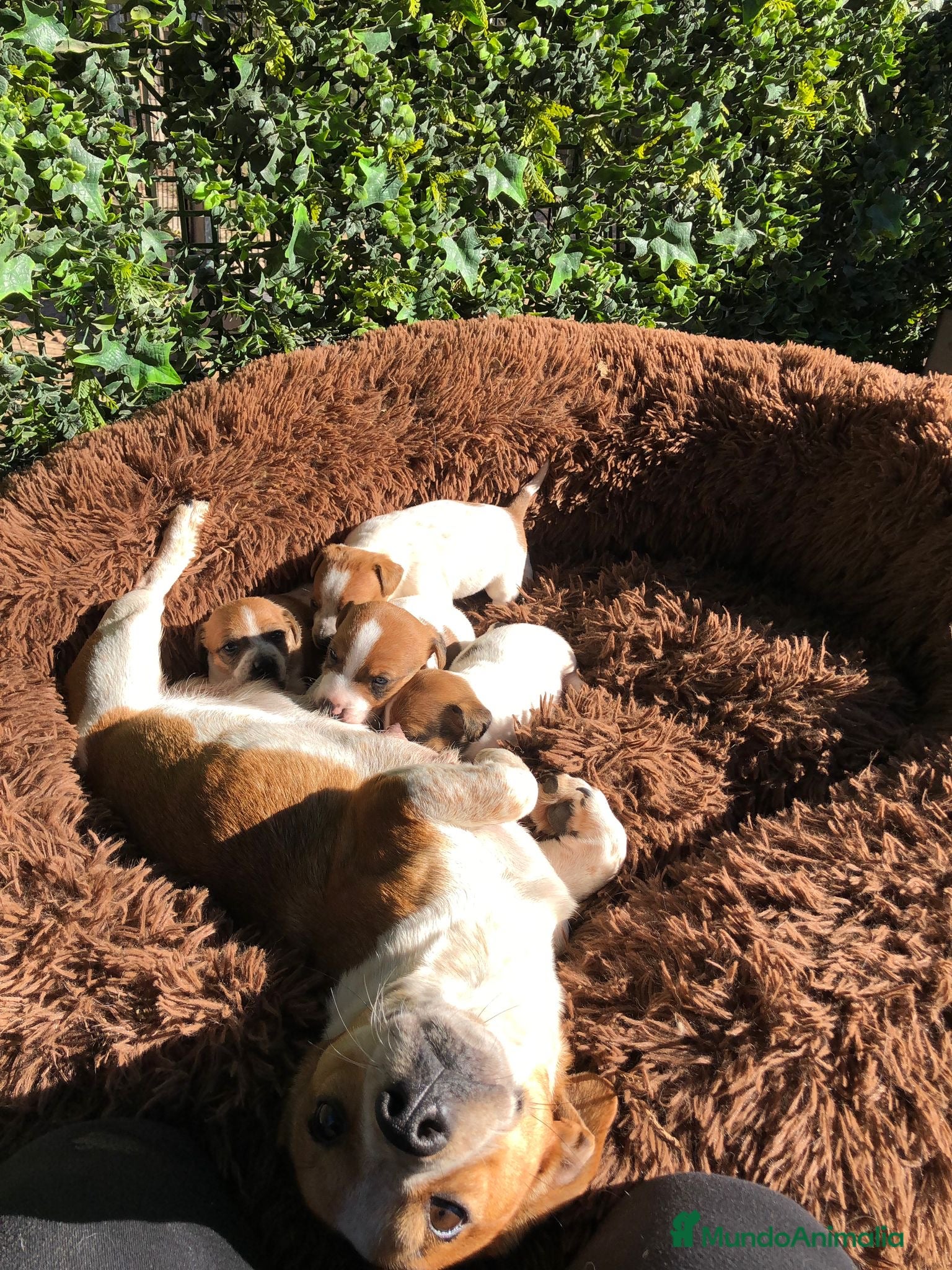 Jack Russell Terrier perros Preciosos Jack Russell 🤍🤎 - Anuncio 5