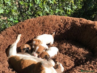 Jack Russell Terrier perros Preciosos Jack Russell 🤍🤎 - Anuncio 1