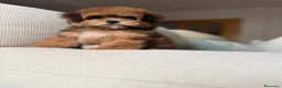 Maltipoo perros en venta: Maltipoo Hembra Toy, fotos actuales !!! - Anuncio 1