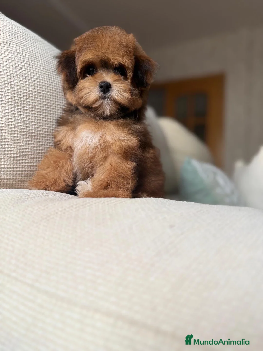 Maltipoo perros en venta: Maltipoo Hembra Toy, fotos actuales !!! - Anuncio 1