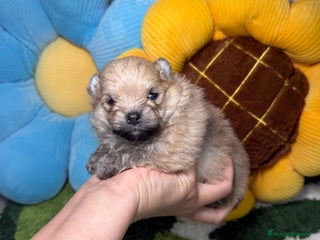 Pomerania perros - Anuncio 8