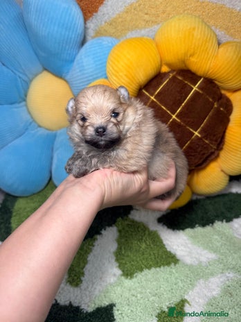 Pomerania perros - Anuncio 4