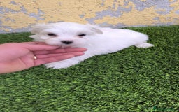 Bichón Maltés perros en venta: OPORTUNIDAD UNICA( VERANO) - Imagen 1