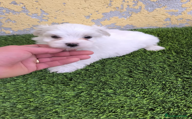 Bichón Maltés perros - Anuncio 2