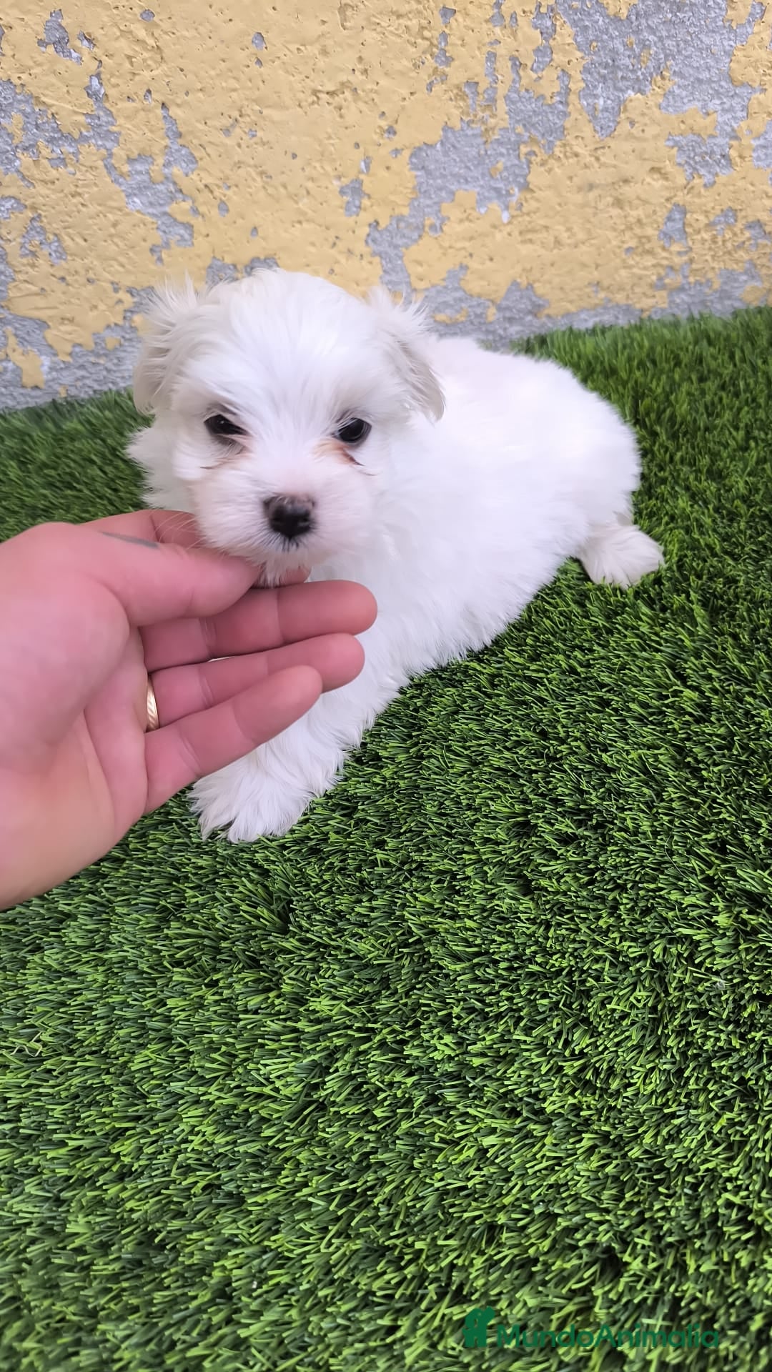 Bichón Maltés perros en venta: OPORTUNIDAD UNICA( VERANO) - Imagen 1