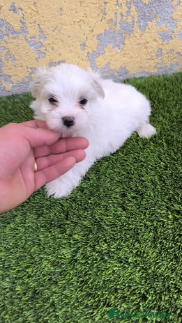 Bichón Maltés perros - Anuncio 2