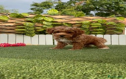 Caniche Toy perros en venta: CANICHE TOY MACHO - Imagen 9