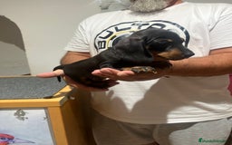 Teckel Miniatura perros en venta: Teckel caninchen  - Imagen 3