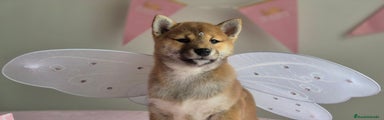 Shiba Inu Cachorro 1