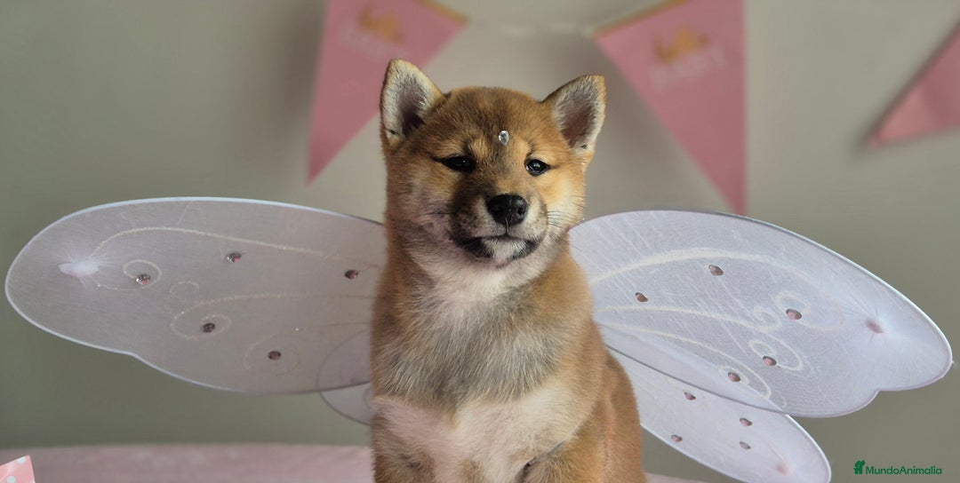 Shiba Inu perros en venta: Shiba inu hembra - Anuncio 1