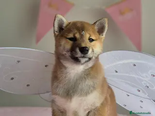 Shiba Inu perros Shiba inu hembra - Anuncio 21