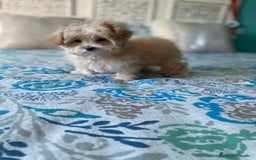 Maltipoo perros en venta: Maltipoo - Imagen 1