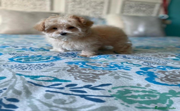 Maltipoo perros - Propaganda 1