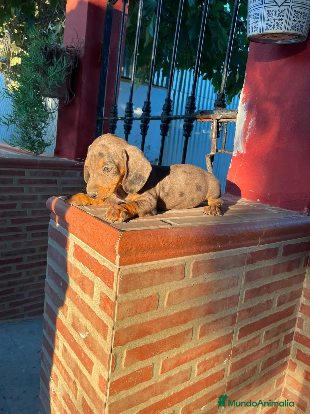Teckel perros en venta: Teckel kanichen - Anuncio 2
