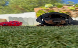 Teckel Miniatura perros en venta: TECKEL MINIATURA  - Imagen 32