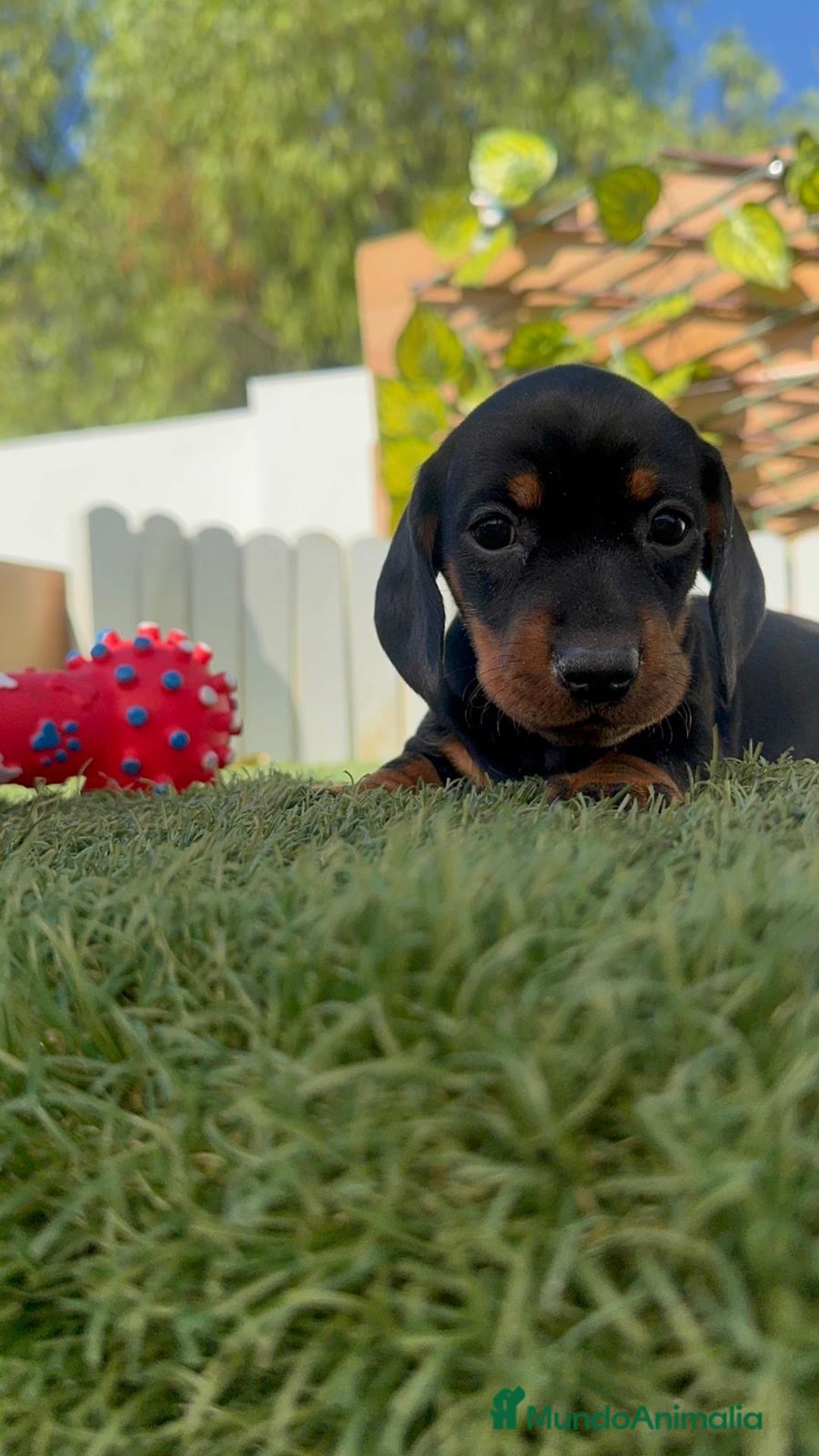Teckel Miniatura perros en venta: TECKEL MINIATURA  - Imagen 32