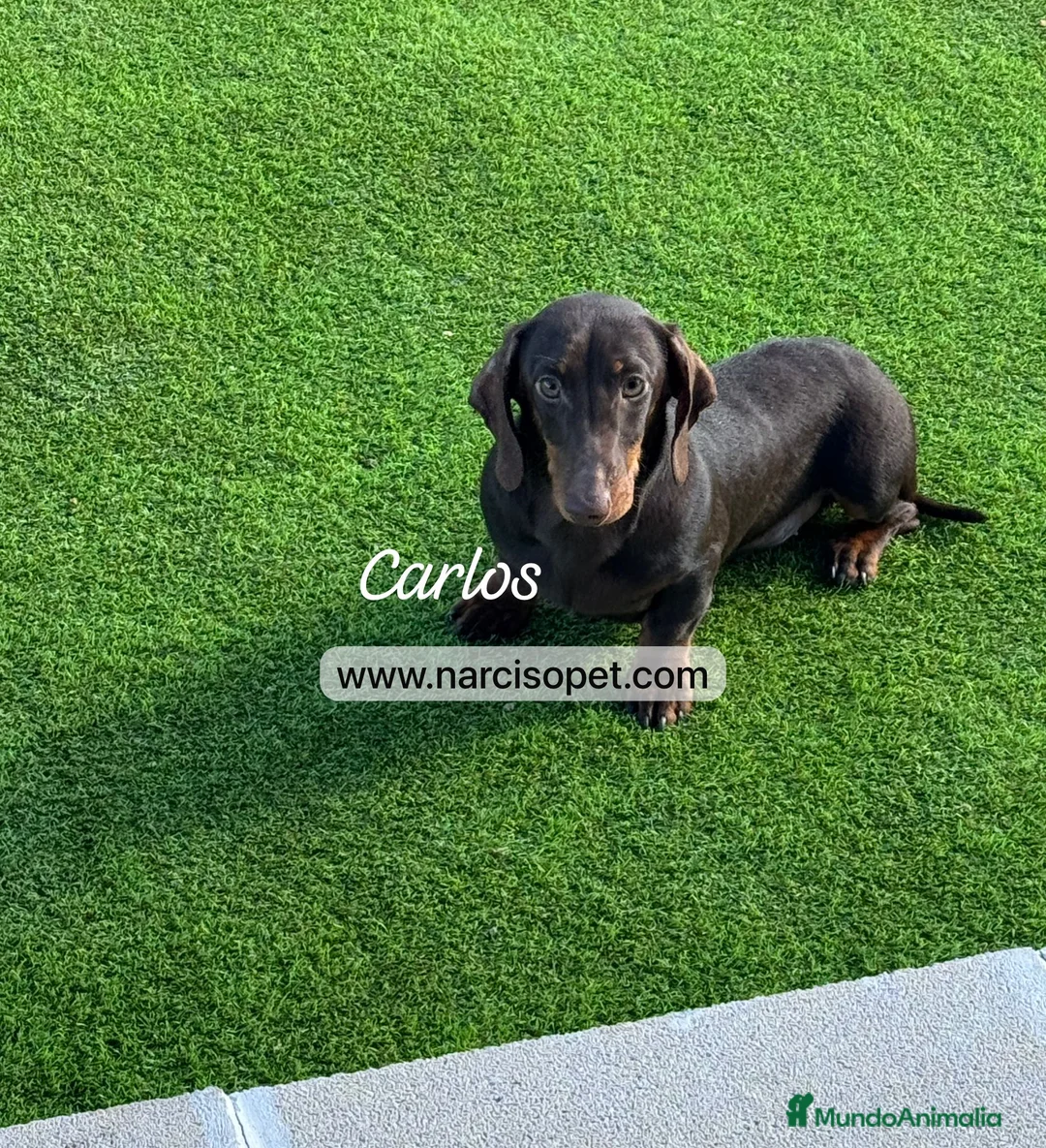 Teckel Miniatura perros en venta: TECKEL 5 MESES MACHO - Anuncio 1