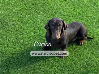 Teckel Miniatura perros TECKEL 5 MESES MACHO - Anuncio 5