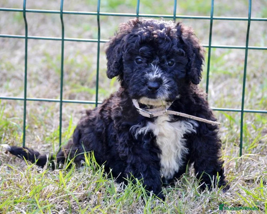 Perro de Agua Español perros en venta: CACHORRO PERRO DE AGUA ESPAÑOL  - Anuncio 35