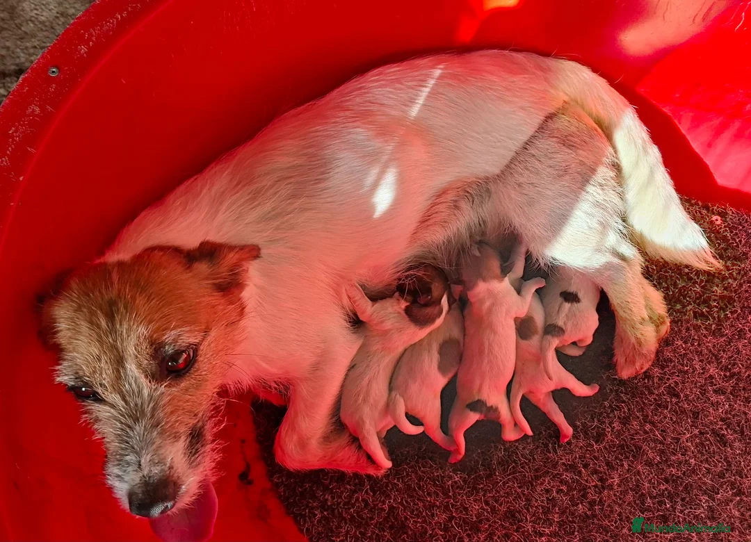 Jack Russell Terrier perros en venta: CACHORROS DE JACK RUSSELL - Anuncio 1