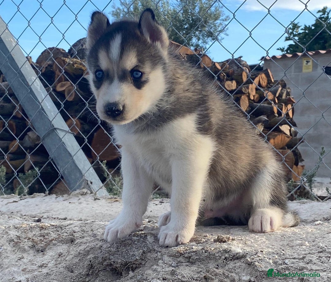 Husky Siberiano perros en venta: Husky Siberiano  - Imagen 6