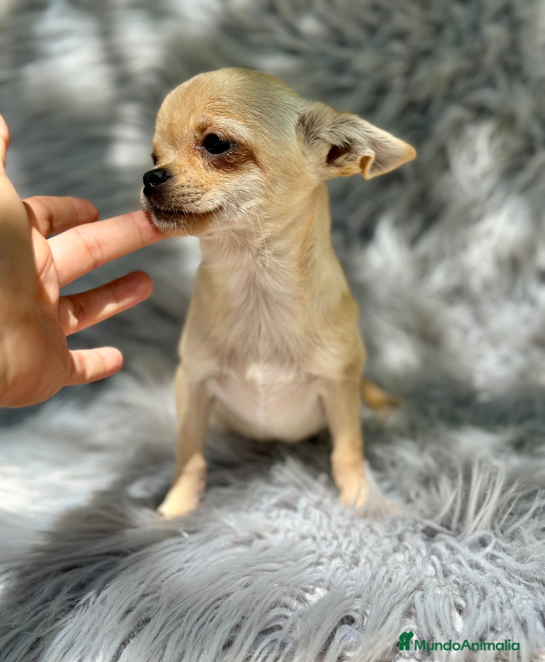 Chihuahua perros en venta: CHIHUAHUA MINI 1kilo 5 meses - Imagen 4