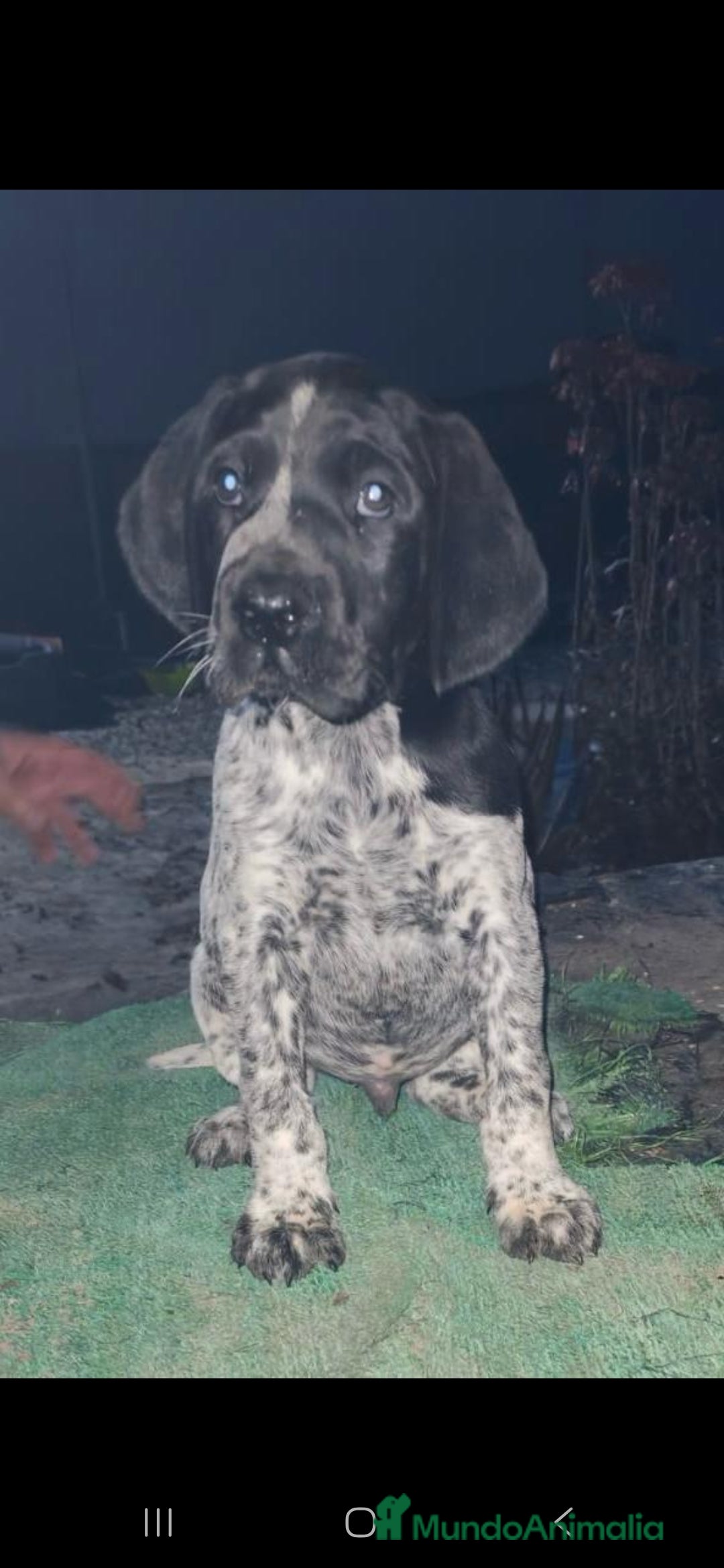 Braco Alemán de Pelo Corto perros Excelente cachorro braco alemán  - Anuncio 3