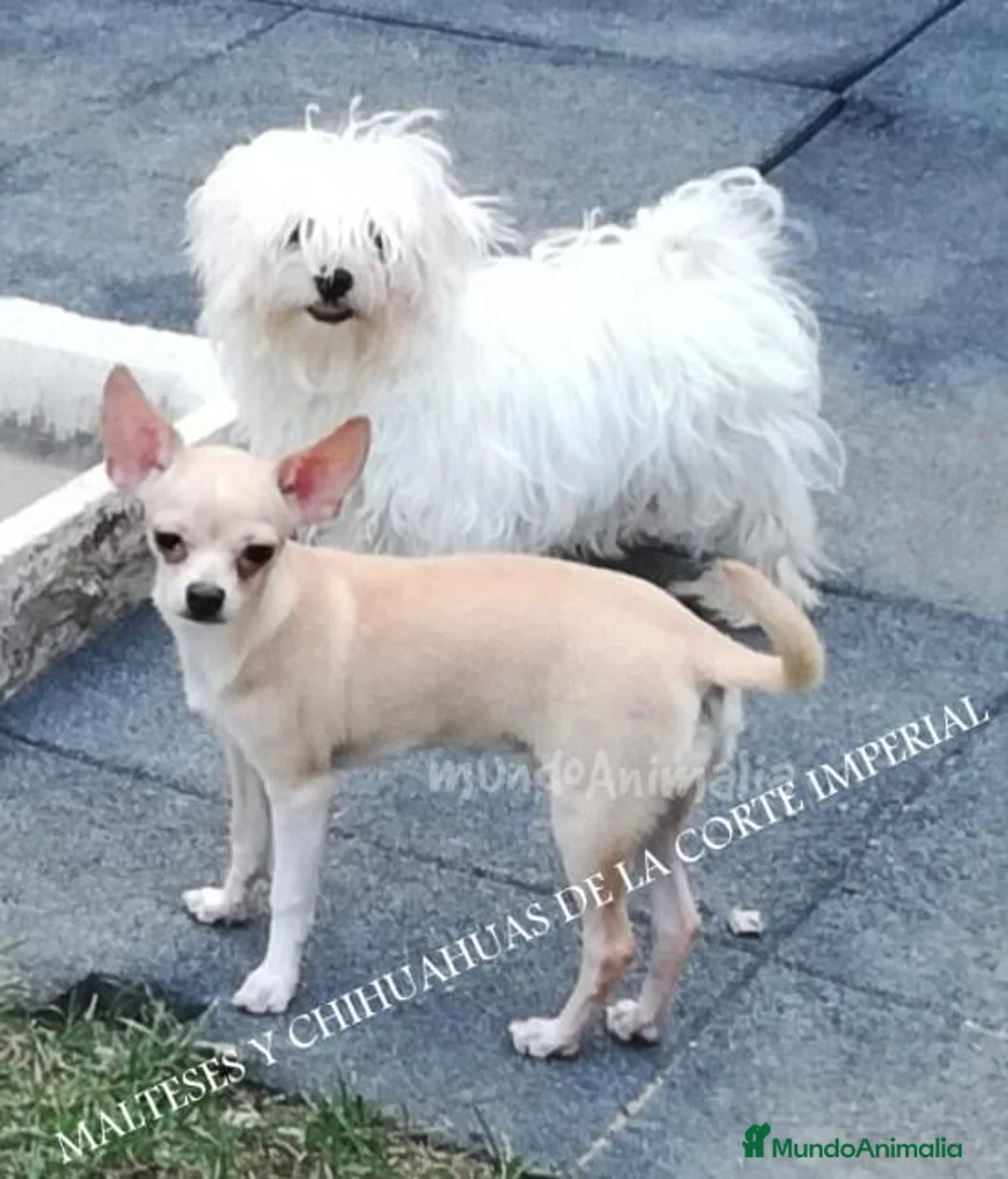 Imagen de galería {{count}}