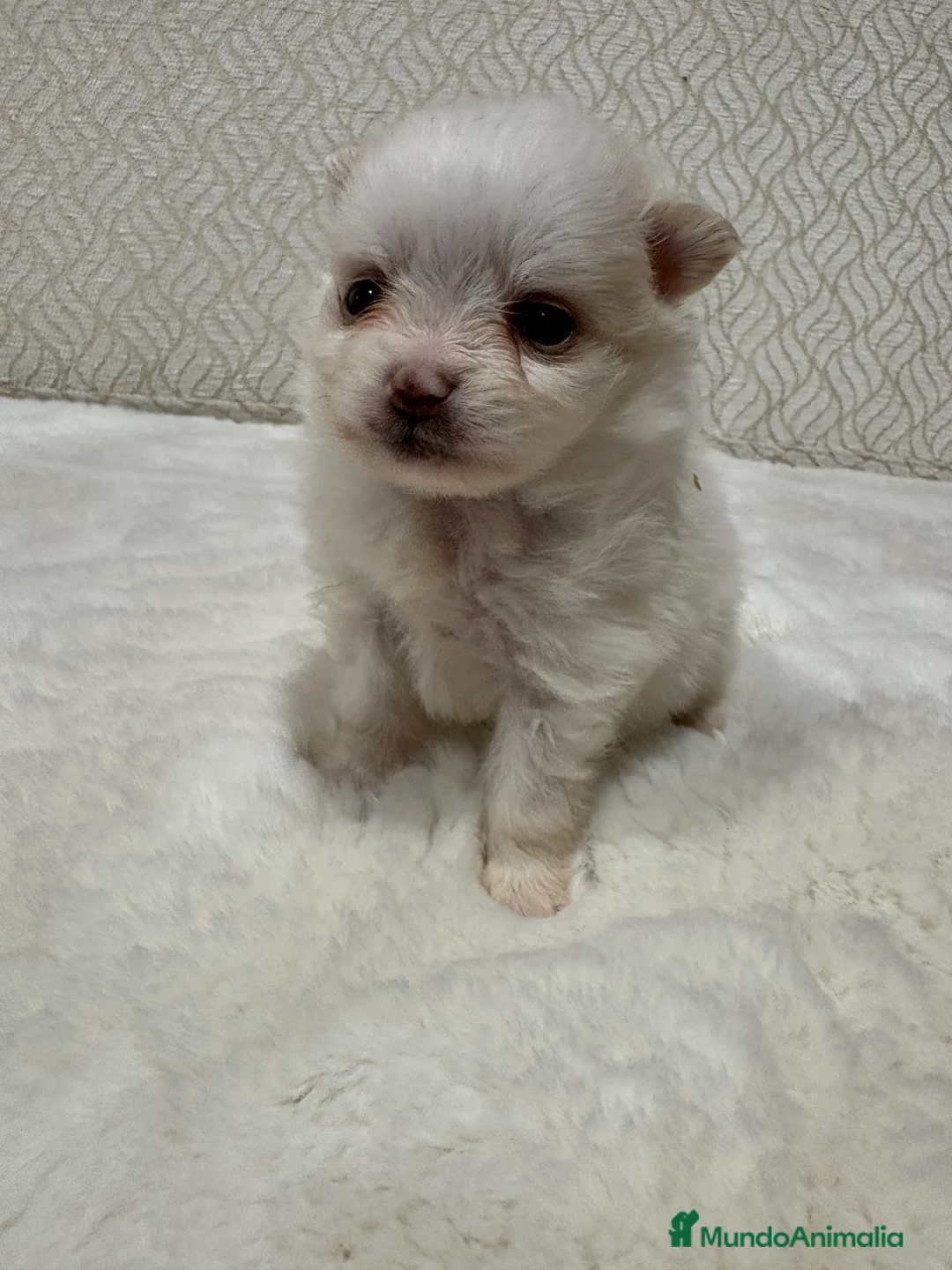Pomerania perros en venta: Lulu Pomerania Toy hembra naranja blanca  - Anuncio 11