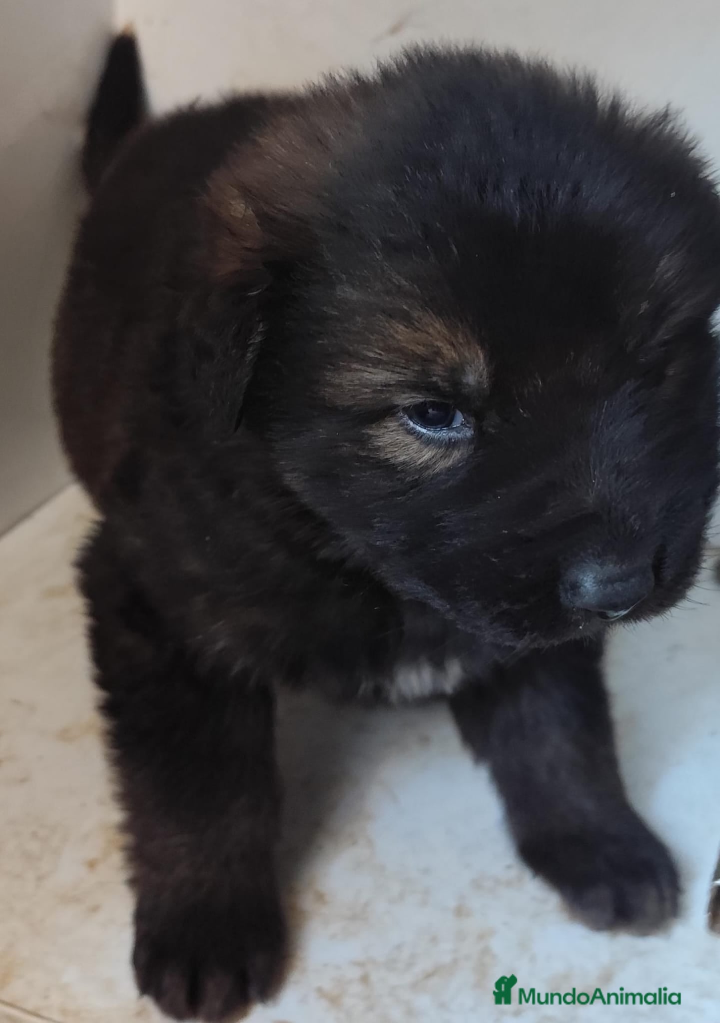 Raza Mixta perros Se regalan perros cruzados  - Anuncio 1