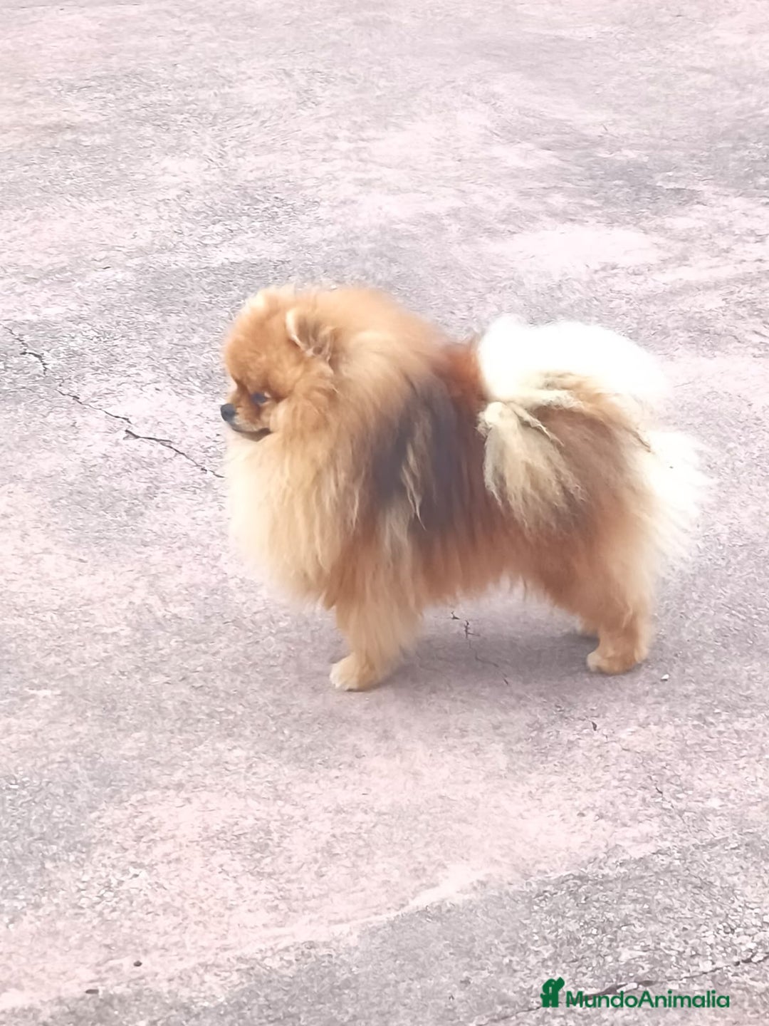 Pomerania perros en venta: Macho para Exposiciónes y Concursos  - Anuncio 1