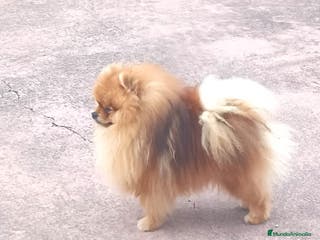 Pomerania perros Macho para Exposiciónes y Concursos - Anuncio 4