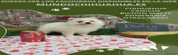 Pomerania perros en venta: PRECIOSO CACHORITO DE POMERANIA  - Anuncio 4