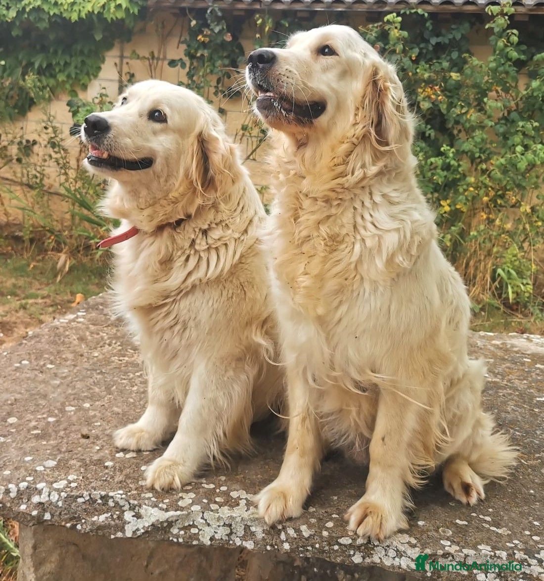 Golden Retriever perros PRECIOSA CAMADA GOLDEN CON EXCELENTE PEDICGREE - Anuncio 1