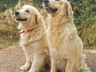 Golden Retriever perros PRECIOSA CAMADA GOLDEN CON EXCELENTE PEDICGREE - Anuncio 1