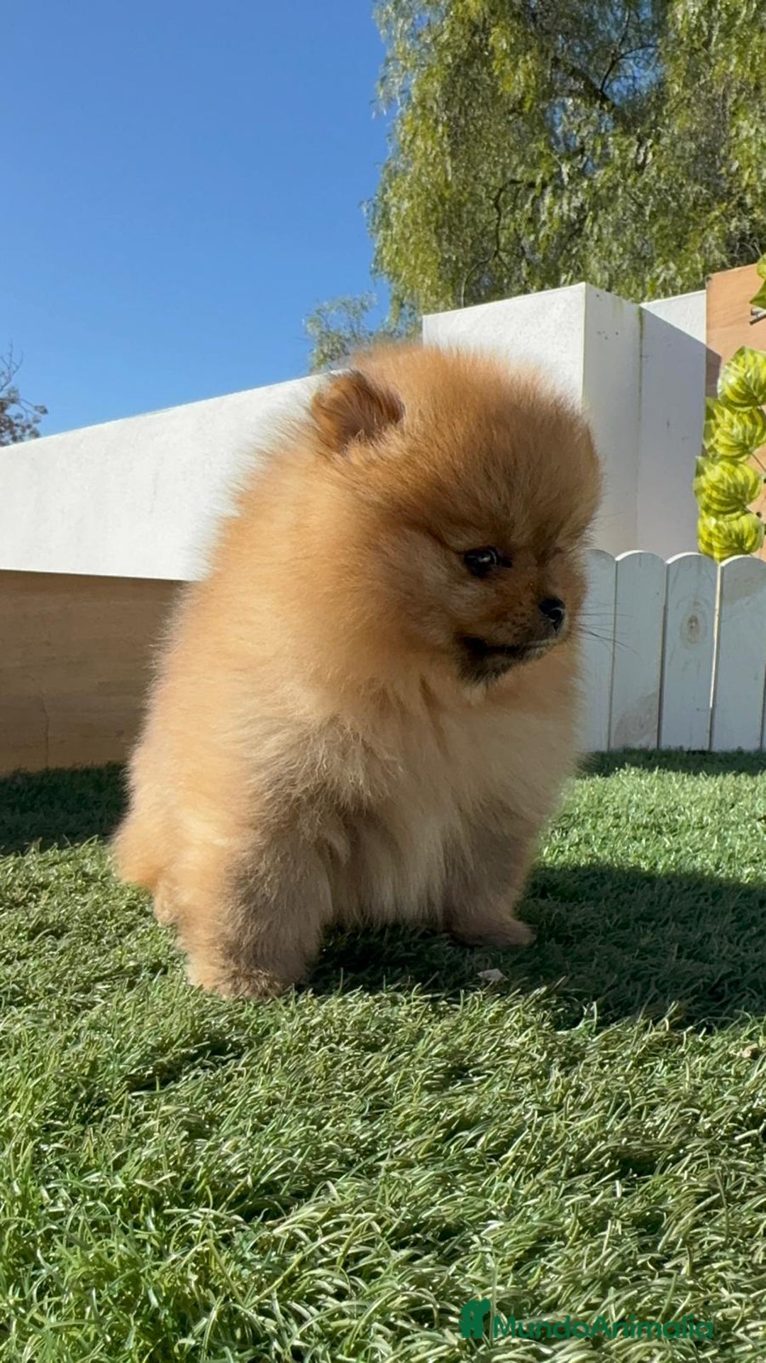 Pomerania perros en venta: POMERANIA HEMBRA CARA DE OSO - Anuncio 7