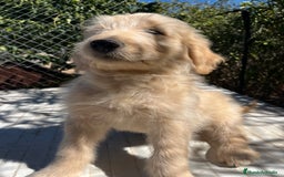 Goldendoodle perros en venta: Goldendoodle  - Imagen 6