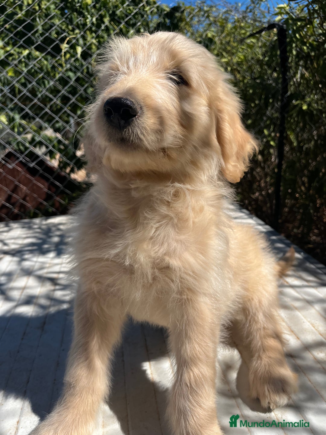 Goldendoodle perros en venta: Goldendoodle  - Imagen 6