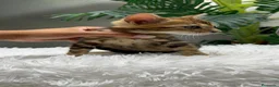 Bengalí gatos en venta: GATITA BENGALI COLOR MARBLE - Anuncio 9