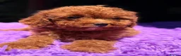 Cavapoo perros en venta: CAVAPOO ROJOS DISPONIBLES - Anuncio 1