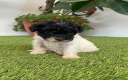 Perro de Agua Español perros en venta: PERRO DE AGUA ESPAÑOL HEMBRA - Imagen 2