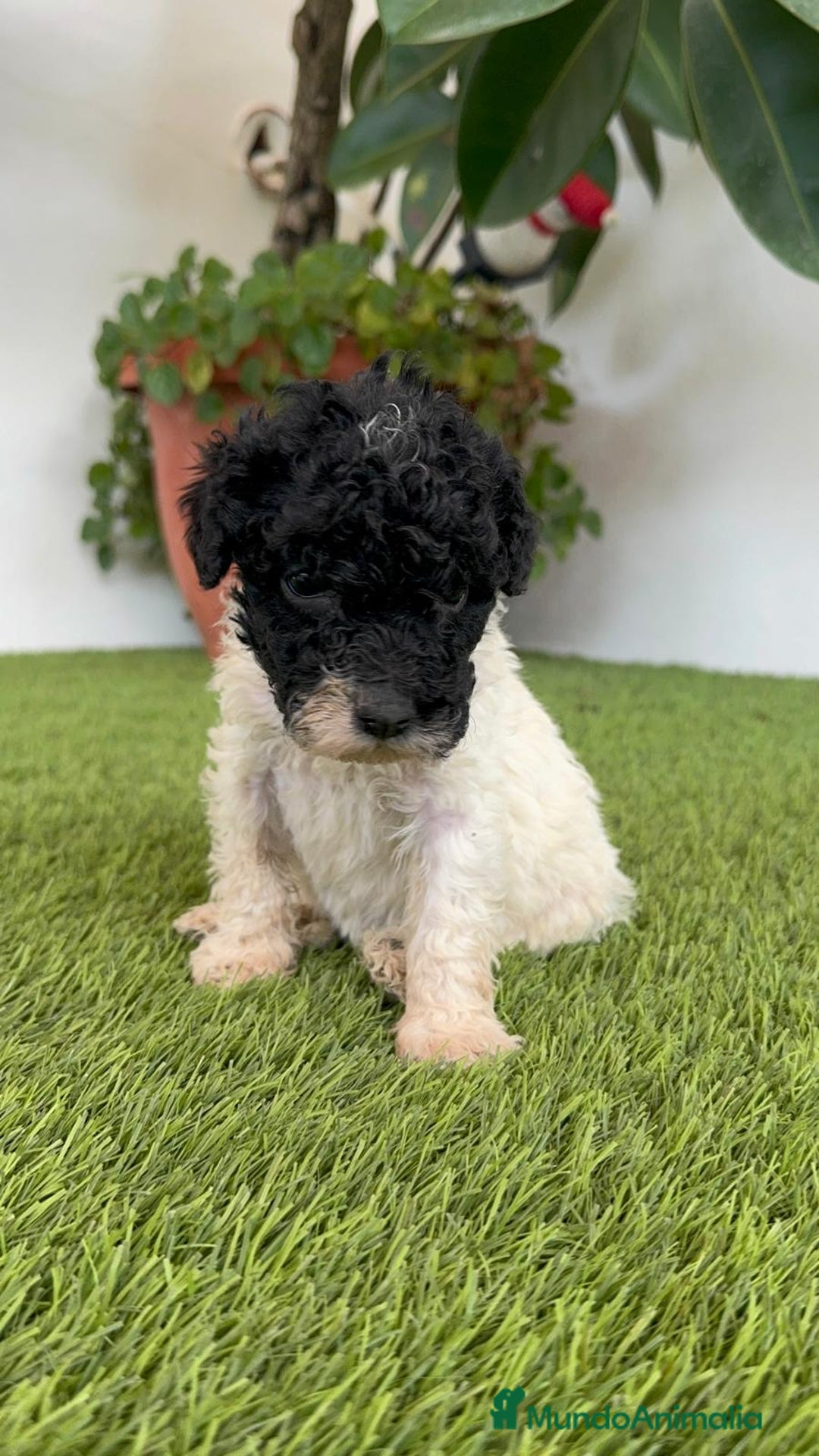 Perro de Agua Español perros en venta: PERRO DE AGUA ESPAÑOL HEMBRA - Imagen 2