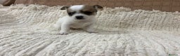 Chihuahua perros en venta: Chihuahua toy - Anuncio 10