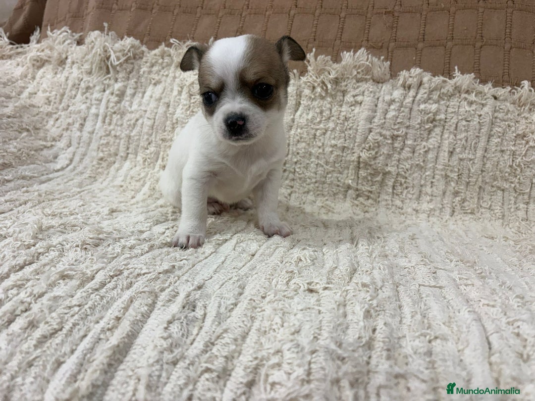 Chihuahua perros en venta: Chihuahua toy - Anuncio 10