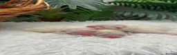 Pomerania perros en venta: POMERANIA - Anuncio 1