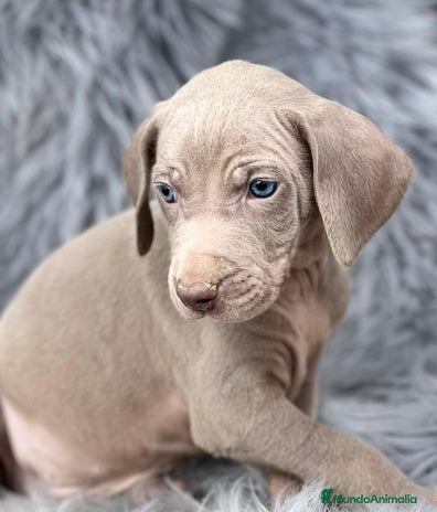 Weimaraner perros en Barcelona - Anuncio 1